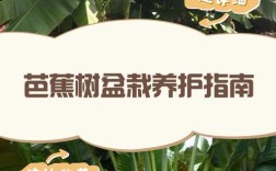 芭蕉树种植管理有哪些关键技术？