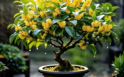 家里种桂花选什么品种好？