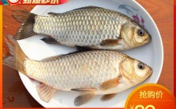 黄金鲫鱼夏花养殖关键要点有哪些？