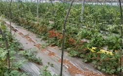 大棚茼蒿管理技术视频怎么学？