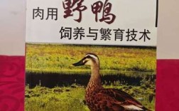 肉用野鸭饲养繁育技术要点有哪些？