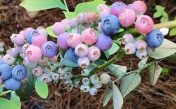 北方种蓝莓，选啥品种好？
