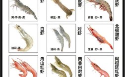 什么观赏虾最好养又便宜？