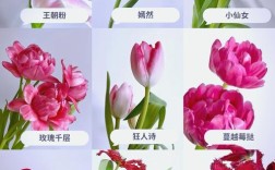 郁金香品种知多少？最大品种数之谜？