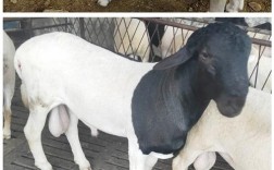 杜泊羊与本地羊如何高效杂交？