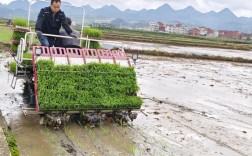 水稻栽培管理技术视频有哪些要点？