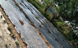 河北地膜花生种植技术要点有哪些？