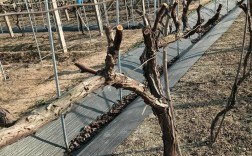 葡萄盆栽整枝技术图解，如何修剪才能果实累累？