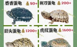 2025龟价格排行榜