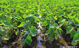 南方香芋怎么种？技术视频详解来了！