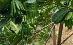 佛手种植技术视频有哪些关键要点？