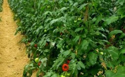 春季西红柿管理技术视频有哪些要点？