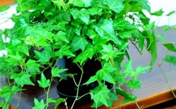 常青藤有哪些品种？图片怎么认？