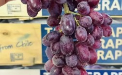 无籽葡萄是什么品种？