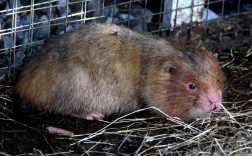 四川竹鼠种苗价格多少钱一对？