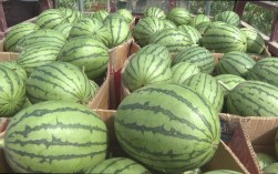 小形西瓜品种有哪些？