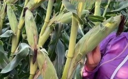 玉米品种zy 888有何特性或优势？