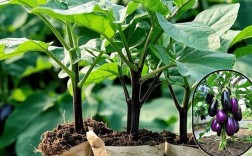 茄子露地高产栽培技术