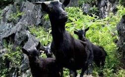 广西黑山羊种公羊品种有哪些？