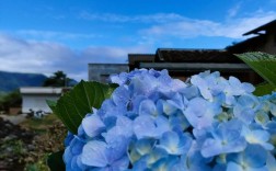 蓝色绣球花具体品种是什么？