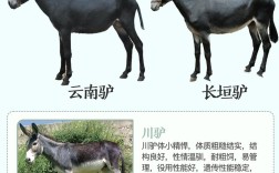 养驴选什么品种最赚钱？
