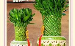 客厅养富贵竹，哪种品种更合适？