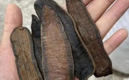 2025年水蛭干品价格会涨还是跌？