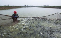 草鱼养殖新技术视频有哪些关键点？