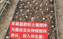 蘑菇种植技术方法图片