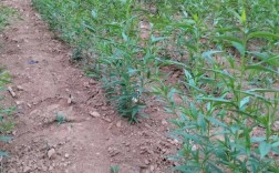 大棚毛桃种植视频技术有哪些关键要点？