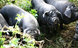 四川黑猪品种哪个最好用？