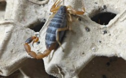 农广天地蝎子养殖技术怎么学？