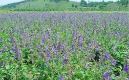 陕西2025黄芩价格会涨还是跌？