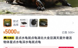 2025年龟苗价格会涨还是跌？