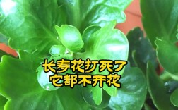 什么品种的长寿花只长不开花？