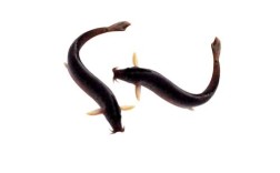 台湾泥鳅养殖技术是骗局吗？