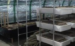 蝎子大棚养殖技术要点有哪些？