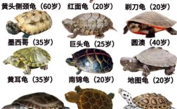 2025年养龟，什么品种最值得入手？