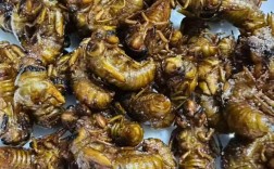 青岛金蝉价格2025