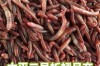 太平2号蚯蚓种苗价格多少钱一斤？