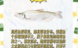 广州淡水鲈鱼价格最新行情如何？