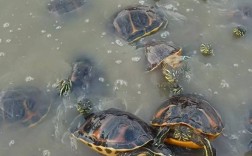 金钱乌龟养殖技术视频，如何高效养殖？