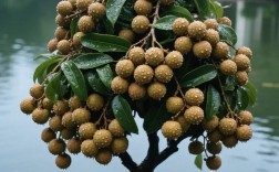 哪种龙眼品种最好种？