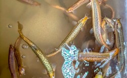 台湾泥鳅的品种知多少