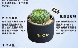 多肉繁殖技术有哪些？