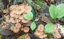 东北野生白蘑菇有哪些常见品种？