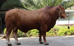 中国哪个品种的牛肉最好吃？