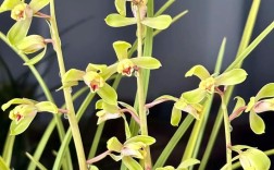 蕙兰梅瓣常见品种有哪些？