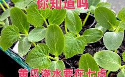 黄瓜幼苗浇水，何时浇、浇多少才合适？