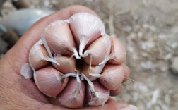 农科院最好大蒜品种是哪个？